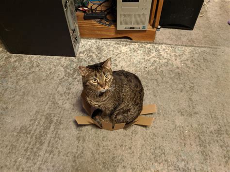 cat trap images  pholder  cat trap  working cats