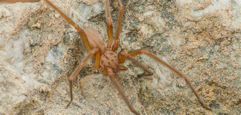 Joven chileno de 16 años descubrió nueva especie de araña la