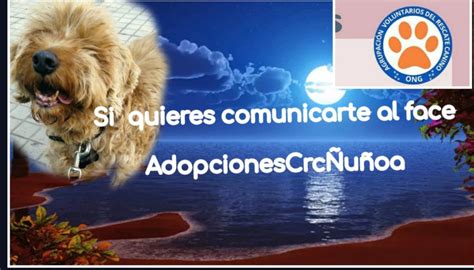 VOLUNTARIADO ADOPCIONES CRC ÑUÑOA