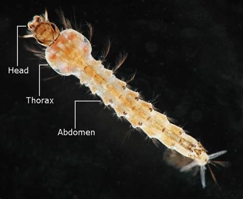 The Life Cycle of a Mosquito timeline | Timetoast timelines