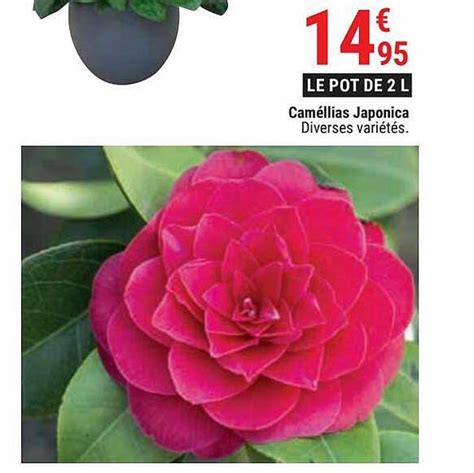 Promo Cam Llias Japonica Chez Gamm Vert Icatalogue Fr