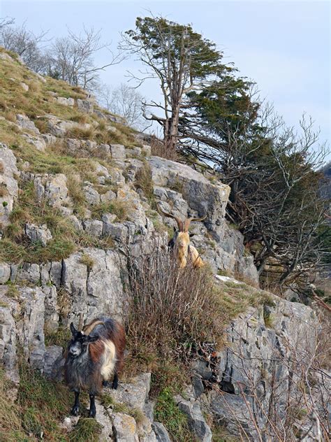 Photographs Of Cheddar Gorge Somerset England Goats On The Cliffs