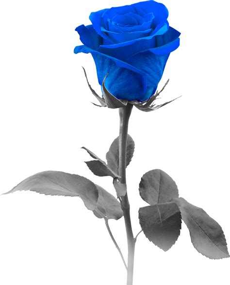 Blue Rose PNG Picture | PNG Arts