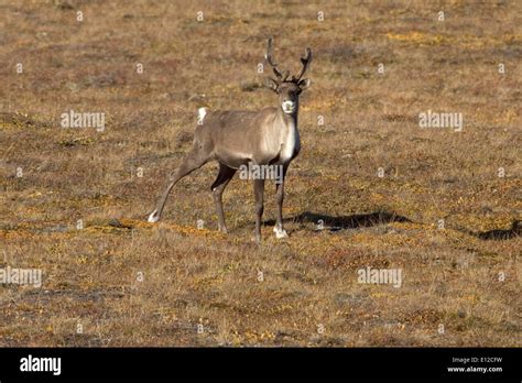 Arctic National Wildlife Refuge Stock Photo - Alamy