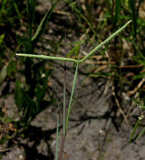 Flora Of Zimbabwe Species Information Individual Images Paspalum