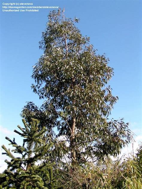 PlantFiles Pictures Eucalyptus Species Alpine Yellow Gum Tasmanian