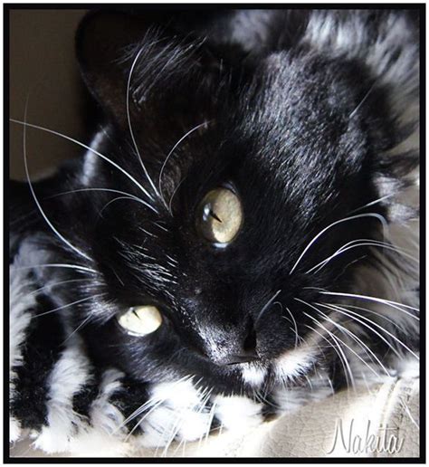 Pictures Of Tuxedo Cats Cats Cat Breeds Long Haired Cats