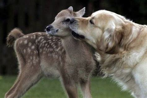 Adorable Animals Kissing Amazing Creatures