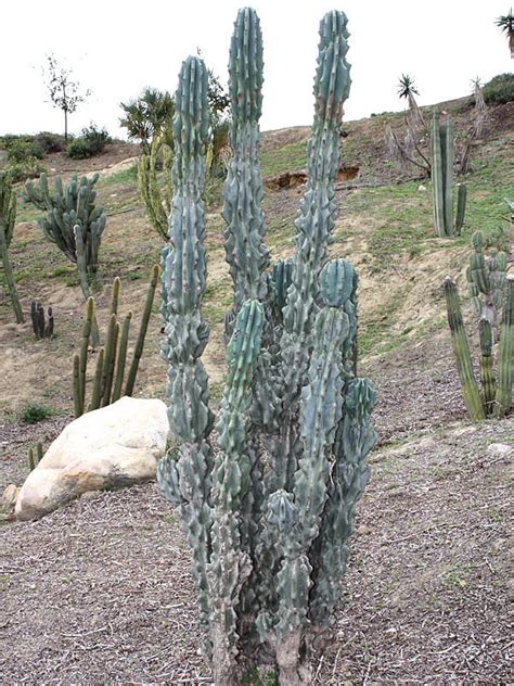 Cereus Peruvianus Monstrose Plants Craft Supplies Tools Etna Pe