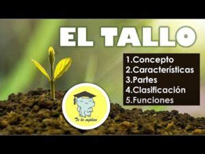 Funciones y características del tallo de la hoja en la botánica