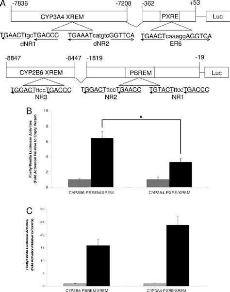 Constitutive Androstane Receptor Semantic Scholar