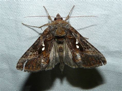 Toronto Wildlife More Common Looper Moths