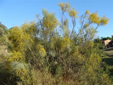 Guía de Inicio para Cultivar Retama Amarilla Retama sphaerocarpa