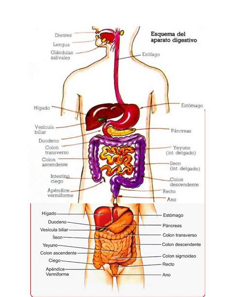 DOCX Aparato Digestivo Docx DOKUMEN TIPS
