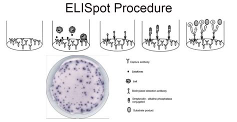 Elispot Assay Kits Eagle Biosciences Inc