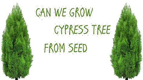 How To Grow Cypress Tree From Seed Youtube