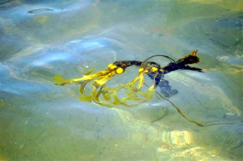 Odbudowa naszych oceanów Sozosfera ochrona środowiska