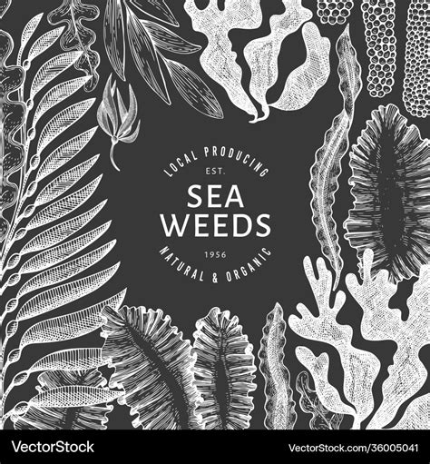 Seaweed Design Template Hand Drawn Seaweeds Vector Image