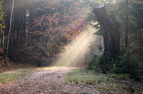 Premium Photo Sunbeam Over Path In Autumn Forest