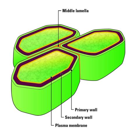 Economic Botany Exam 1 Plant Cells And Tissues 1 Flashcards Quizlet