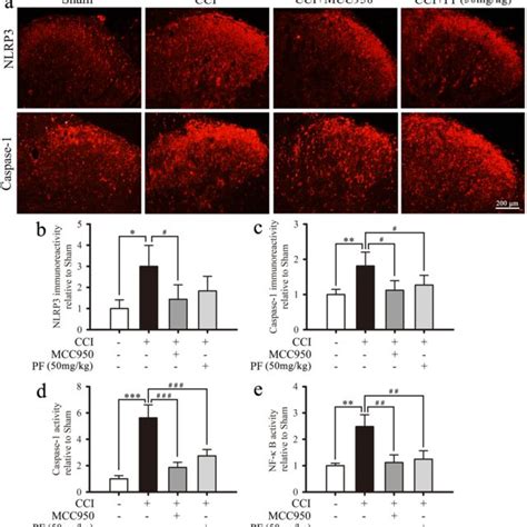 Schematic Showing How PF Inhibits NLRP3 Inflammasome Activation And