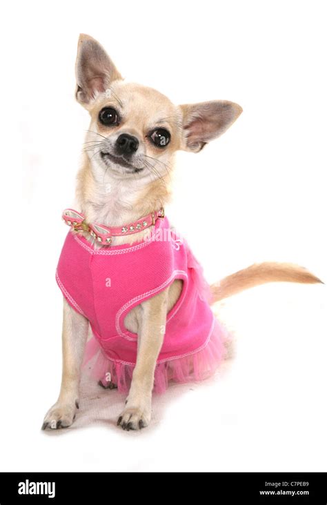 Chihuahua in pink tutu in hi-res stock photography and images - Alamy