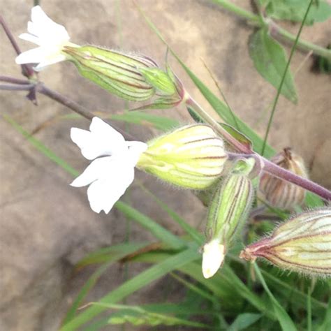 Night Flowering Catchfly Project Noah