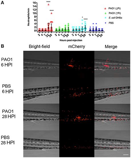 Frontiers In Vivo Host Pathogen Interaction As Revealed By Global