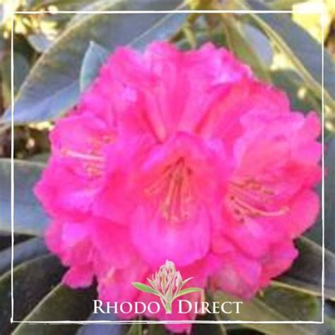 Rhododendron Sir Robert Peel Rhododirect Buy Rhododendrons Online In