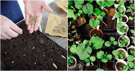 How to Sow Seeds Indoors Step-by-Step — Empress of Dirt