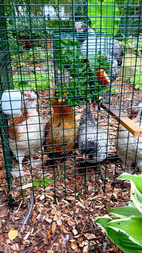 Araucana vs ameraucana chicken breeds – Artofit