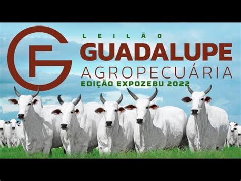 Leilão Guadalupe Agropecuária Edição Expozebu 2022 Remate Web YouTube