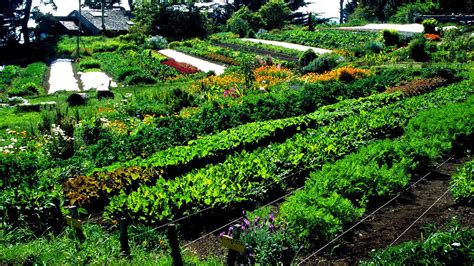 Vegetable Farming For Profit Vege Choices