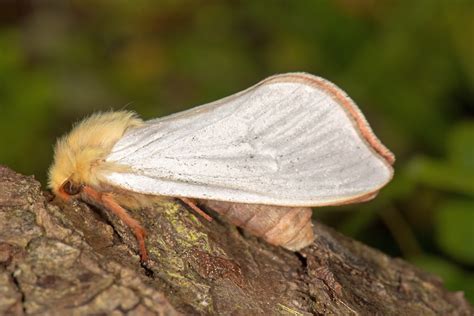 Ceredigion Moths Ghost Moth