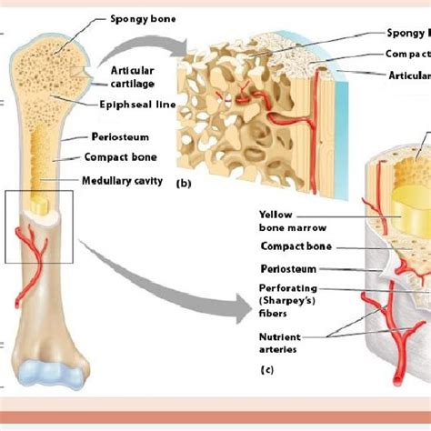 Epiphyseal Plate Growth Five Zones Of Epiphyseal Growth Plate Download Scientific Diagram