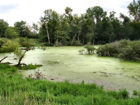 Wetland - Wetland functions and ecosystem benefits | Britannica.com