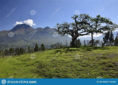 Imbabura Volcano And The Lechero Sacred Tree Around Otavalo Ecuador