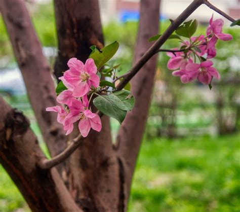 Crabapple Bunga Bunga Cabang Foto Gratis Di Pixabay Pixabay