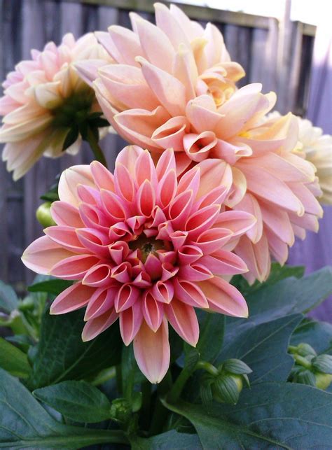 Dahlia 2 Tuin