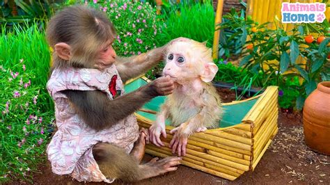 Baby Monkey Obi Bath In The Bathtub And Playing With Bibi Youtube