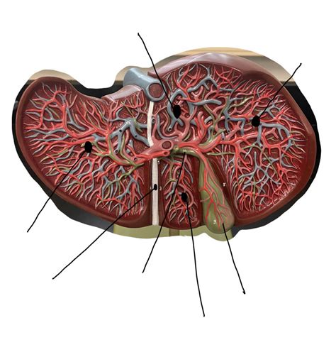 Liver Diagram Quizlet