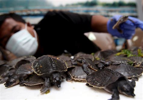 Hundreds Of Endangered Turtles Confiscated At Indonesian Airport Ctv News