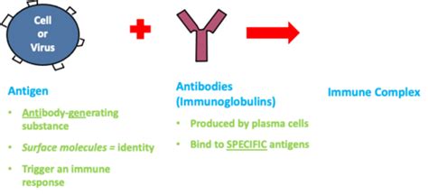 4 Adaptive Immunity Micro Lecture Exam 4 Flashcards Quizlet