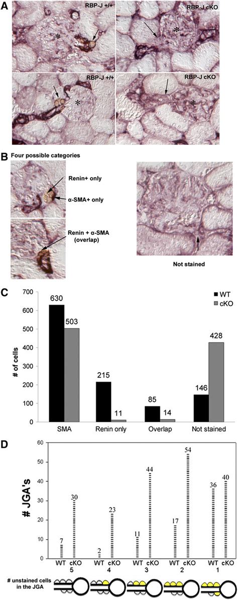 Deletion Of RBP J Increases The Number Of JG Cells That Express Neither