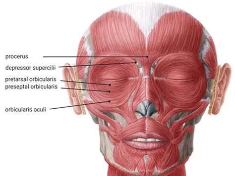 Levator Palpebrae Superioris Botox