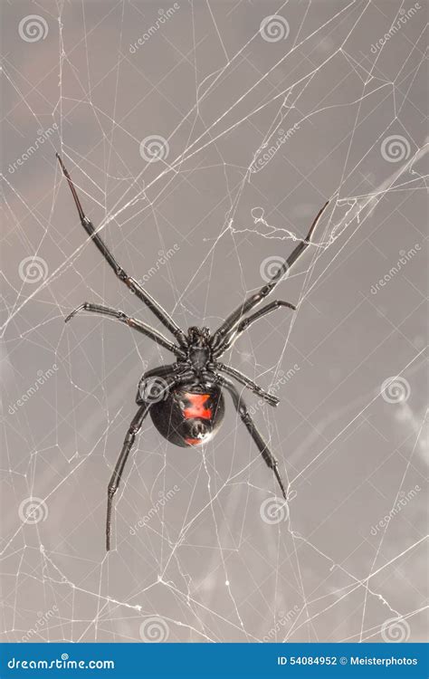 Latrodectus Mactans - Southern Black Widow Or The Shoe Button Spider, A ...