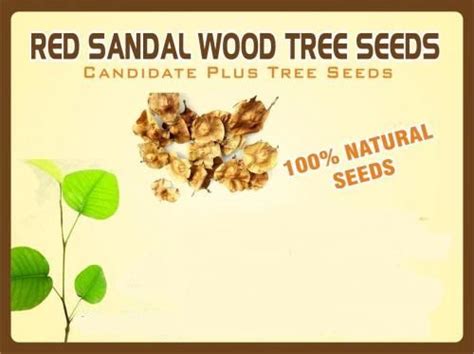 Buy Red Sandalwood Tree Seed