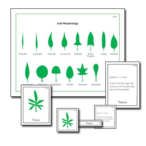 Leaf Morphology Nomenclature Think Education Supplies