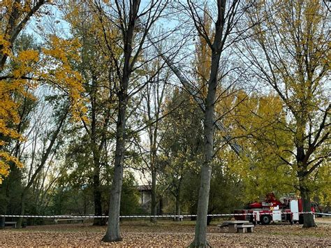 La avispa asiática amenaza retiran un nido en el parque del Iregua