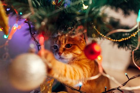 Cat Proofing Your Christmas Tree